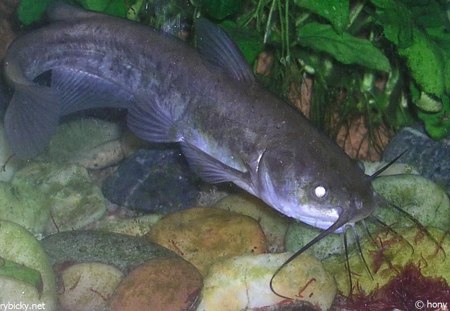 Sumeček americký (Ameiurus nebulosus)