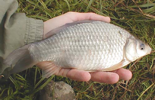 Karas stříbřitý (Carassius auratus)              